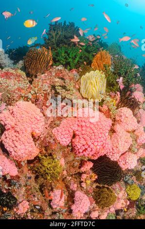 Scena Reef con Feather Stars, Anneissia bennetti, e Orange Sun Coral, Tubastraea faulkneri, Anilao, Batangas, Filippine, Pacifico Foto Stock