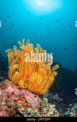 Scena Reef con Feather Stars, Anneissia bennetti, Anilao, Batangas, Filippine, Pacifico Foto Stock