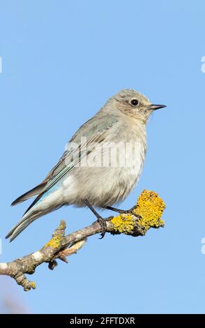 Femmina di montagna Bluebird a British Columbia Canada; Nord america Foto Stock