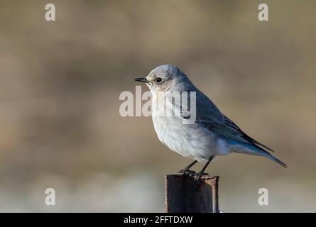 Femmina di montagna Bluebird a British Columbia Canada; Nord america Foto Stock