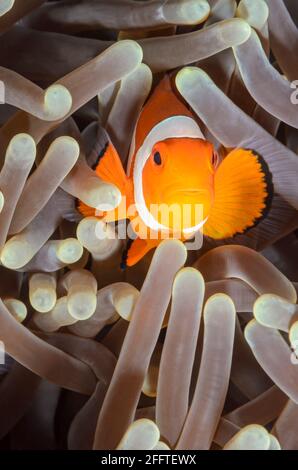 Anemonefish falso clown, anphiprion ocellaris, Anilao, Batangas, Filippine, Pacifico Foto Stock