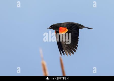 Uccello nero alato rosso a Richmond British Columbia, Canada, Nord america Foto Stock