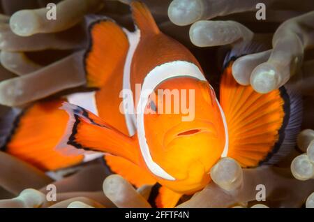 Falso clown anemonefish, Amphiprion ocellaris, Anilao, Batangas, Filippine, Pacifico Foto Stock