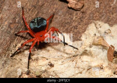 Rosso e Nero Spider. Foto Stock