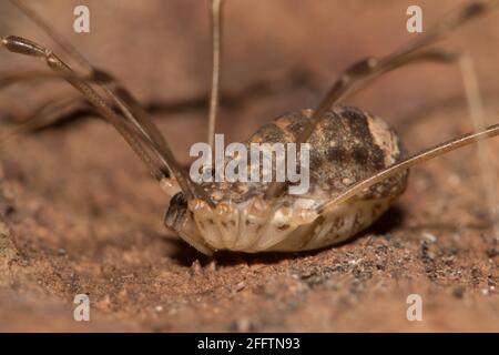 Harvestman super primo piano. Foto Stock