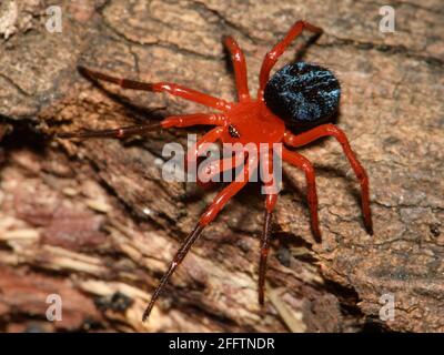 Rosso e Nero Spider. Foto Stock