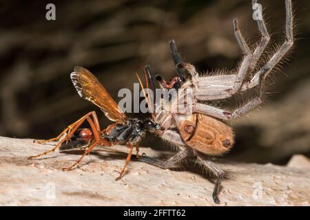 Spider wasp che trasporta cacciatore di montagna. Foto Stock