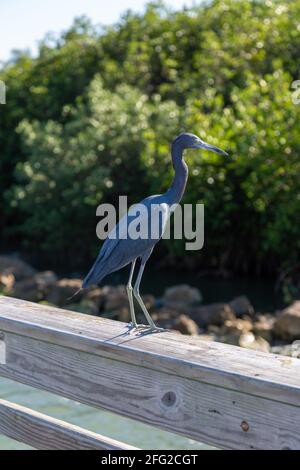 Un piccolo Blue Heron arroccato sulla ferrovia della passerella a Twin Rivers Park lungo il fiume St. Lucie a Port Salerno, Florida, USA. Foto Stock