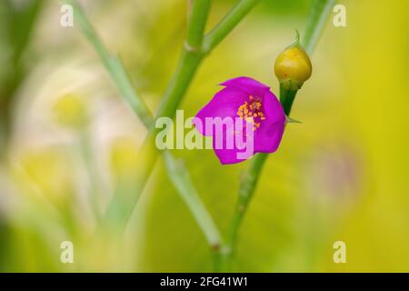 Fama fiore pianta della specie Talinum fruticosum Foto Stock