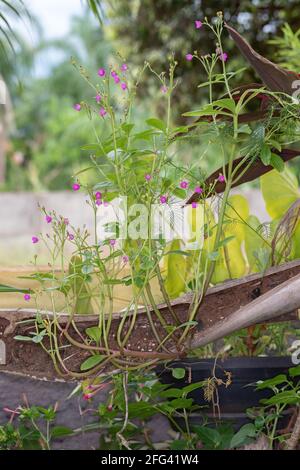 Fama fiore pianta della specie Talinum fruticosum Foto Stock