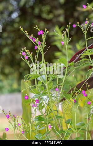 Fama fiore pianta della specie Talinum fruticosum Foto Stock