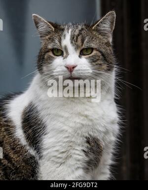 Londra, Regno Unito. 21 Apr 2021. Larry il gatto di Downing Street visto fuori e circa a Londra. Credit: Brett Cove/SOPA Images/ZUMA Wire/Alamy Live News Foto Stock