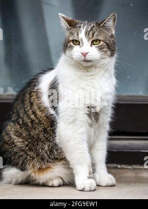 Londra, Regno Unito. 21 Apr 2021. Larry il gatto di Downing Street visto fuori e circa a Londra. Credit: Brett Cove/SOPA Images/ZUMA Wire/Alamy Live News Foto Stock