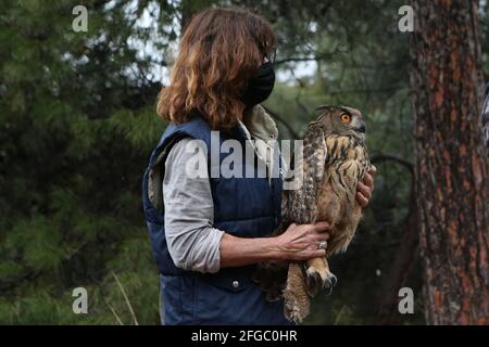 Associazione senza scopo di lucro, anima rilascia un aquila-gufo nella montagna Ymittos ad Atene. ANIMA è un'associazione senza scopo di lucro attiva nel campo dell'ambiente naturale, con la sua attività principale è l'allattamento e la riabilitazione degli animali selvatici nel loro ambiente naturale. È stato fondato in 2005, oggi è l'organizzazione più grande e più prominente in Grecia per la cura e la riabilitazione della fauna selvatica. OGNI anno ANIMA riabilita oltre 5.000 animali selvatici, risponde a migliaia di cittadini per questioni riguardanti la fauna selvatica, collabora con autorità, ONG e stakeholder per affrontare le minacce alla w Foto Stock