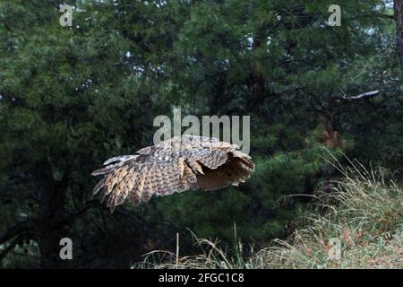 Associazione senza scopo di lucro, anima rilascia un aquila-gufo nella montagna Ymittos ad Atene. ANIMA è un'associazione senza scopo di lucro attiva nel campo dell'ambiente naturale, con la sua attività principale è l'allattamento e la riabilitazione degli animali selvatici nel loro ambiente naturale. È stato fondato in 2005, oggi è l'organizzazione più grande e più prominente in Grecia per la cura e la riabilitazione della fauna selvatica. OGNI anno ANIMA riabilita oltre 5.000 animali selvatici, risponde a migliaia di cittadini per questioni riguardanti la fauna selvatica, collabora con autorità, ONG e stakeholder per affrontare le minacce alla w Foto Stock