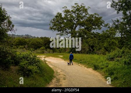 donna trekking wit piccolo cane nero chihuahua su addestrato foderato con alberi di quercia Foto Stock