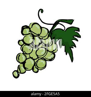 Illustrazione delle uve disegnate a mano isolata su sfondo bianco. Illustrazione Vettoriale