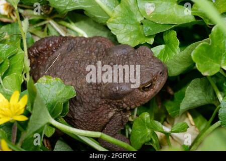 Toad comune - Bufo bufo, tra i minori Celandine Foto Stock