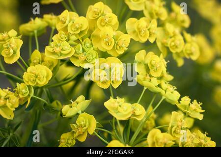 Sprite di mirto giallo o sprite blu (mirsine di Euphorbia) Foto Stock
