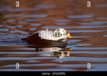 Spectacled Eider Somateria fischeri Pensthorpe Norfolk, Regno Unito BI003520 Foto Stock