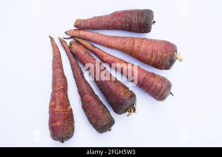 Carote di colore scuro. Fresco biologico fattoria fresco zuccherato carote raccolte. Rosa scuro o rosso. Carote nere marroni provenienti dall'Asia. Su sfondo bianco. Foto Stock