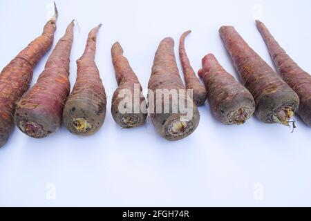 Carote di colore scuro. Fresco biologico fattoria fresco zuccherato carote raccolte. Rosa scuro o rosso. Carote nere marroni provenienti dall'Asia. Su sfondo bianco. Foto Stock