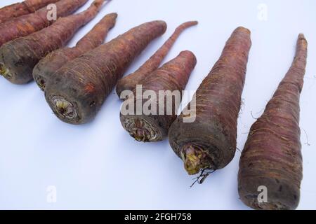 Carote di colore scuro. Fresco biologico fattoria fresco zuccherato carote raccolte. Rosa scuro o rosso. Carote nere marroni provenienti dall'Asia. Su sfondo bianco. Foto Stock