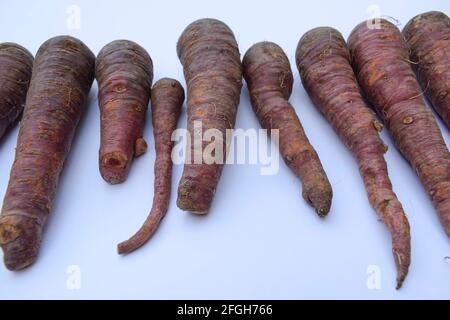 Carote di colore scuro. Fresco biologico fattoria fresco zuccherato carote raccolte. Rosa scuro o rosso. Carote nere marroni provenienti dall'Asia. Su sfondo bianco. Foto Stock