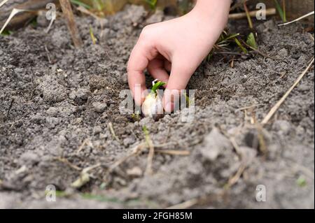 una mano dei capretti che pianta un seme germogliato di aglio dentro un letto da giardino con terreno in primavera Foto Stock