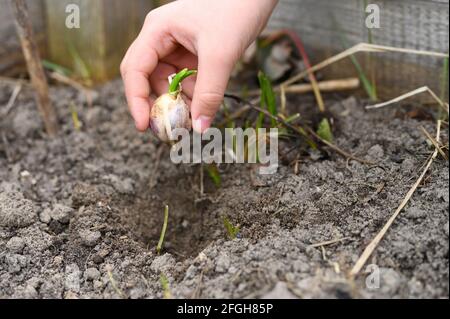 una mano dei capretti che pianta un seme germogliato di aglio dentro un letto da giardino con terreno in primavera Foto Stock