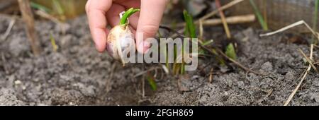 una mano dei bambini che piantano un seme germogliato di aglio in un letto da giardino con terreno in primavera. banner Foto Stock