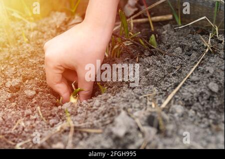 una mano dei bambini che piantano un seme germogliato di aglio in un letto da giardino con terreno in flare primaverile Foto Stock