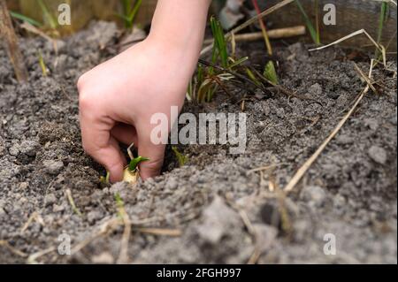 una mano dei capretti che pianta un seme germogliato di aglio dentro un letto da giardino con terreno in primavera Foto Stock