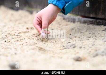 una mano dei capretti che pianta un seme germogliato di aglio dentro un letto da giardino con sabbia in primavera Foto Stock