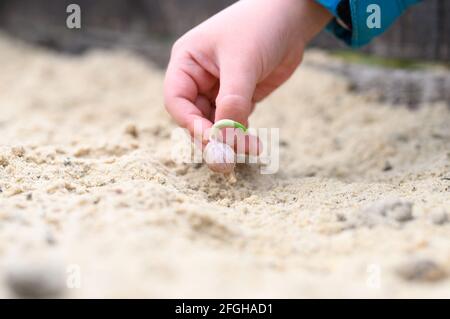 una mano dei capretti che pianta un seme germogliato di aglio dentro un letto da giardino con sabbia in primavera Foto Stock