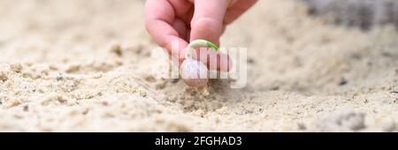 una mano dei bambini che piantano un seme germogliato di aglio in un letto da giardino con sabbia in primavera. banner Foto Stock