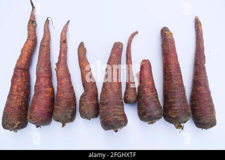 Carote di colore scuro. Fresco biologico fattoria fresco zuccherato carote raccolte. Rosa scuro o rosso. Carote nere marroni provenienti dall'Asia. Su sfondo bianco. Foto Stock