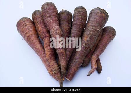 Carote di colore scuro. Fresco biologico fattoria fresco zuccherato carote raccolte. Rosa scuro o rosso. Carote nere marroni provenienti dall'Asia. Su sfondo bianco. Foto Stock