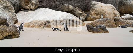 Pinguino africano tra le rocce a Boulders Beach vicino a Simons Town sulla penisola del Capo, Sud Africa, Foto Stock
