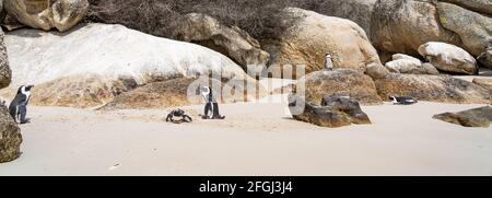 Panorama di Penguin a Boulders Beach vicino a Simons Town sulla Penisola del Capo, Sud Africa, colonie di pinguini africani Foto Stock