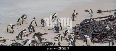 Gruppo di pinguini a Boulders Beach vicino a Simons Town sulla Penisola del Capo, Sud Africa, dove si può trovare una delle poche colonie di pinguino africano Foto Stock