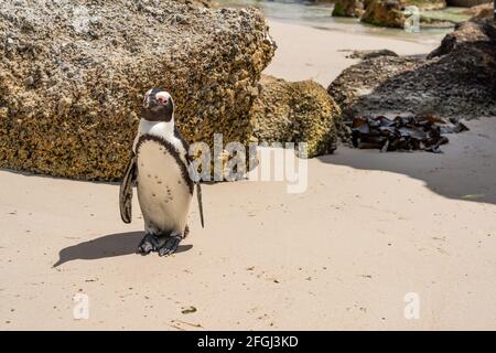Single Penguin a Boulders Beach vicino a Simons Town sulla Penisola del Capo, Sud Africa, dove si può trovare una delle poche colonie di pinguino africano Foto Stock