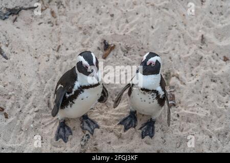 Un paio di pinguini soggiornano a Boulders Beach vicino a Simons Town sulla penisola del Capo, Sudafrica, colonie di pinguini africani Foto Stock