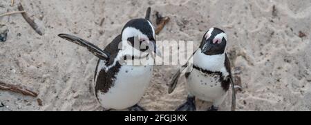 Panorama di un paio di pinguini soggiorno a Boulders Beach vicino a Simons Town sulla penisola del Capo, Sud Africa, Foto Stock