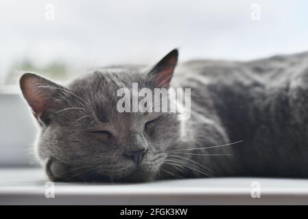 Dormire cute gatto grigio di razza britannica Foto Stock