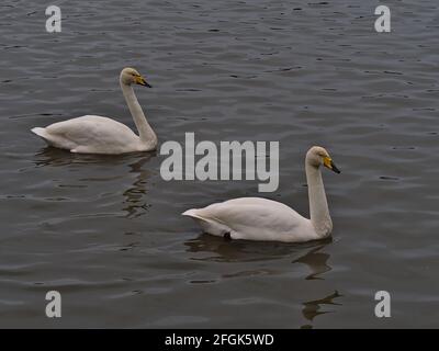 Due uccelli cigni nuotatori (cygnus cygnus, cigno comune) con piumaggio bianco e bacchi di colore giallo nelle acque torbide del lago di Tjörnin, Islanda. Foto Stock