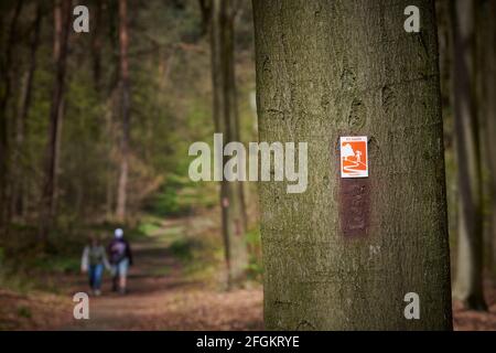 Naturaufnahmen im Waldgebiet 'Die Haard' gehoerend zu Gebiet Hohe Mark. Die Bilder wurden im Fruehling gemacht. Foto Stock