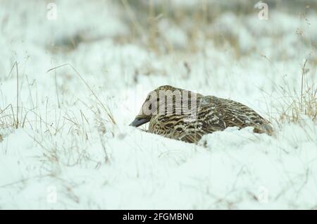 Spectacled Eider femmina su nido in Snow Somateria fischeri Kolyma Delta Siberia, Russia BI019518 Foto Stock