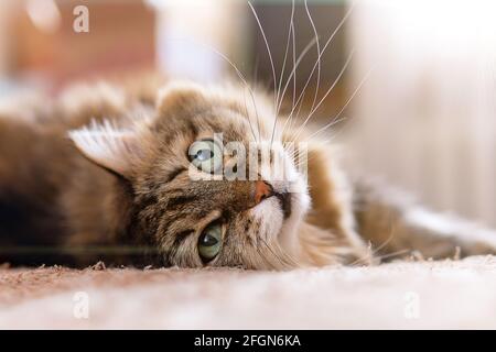 colpo di closeup di un gatto marrone con gli occhi verdi che mentiscono su un divano Foto Stock