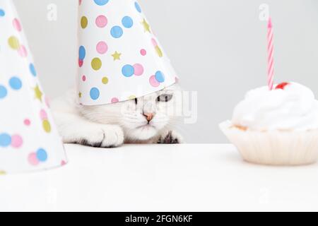 Il gattino bianco arrabbiato in un cappellino festivo guarda la torta. Concetto di compleanno e festa. Foto Stock